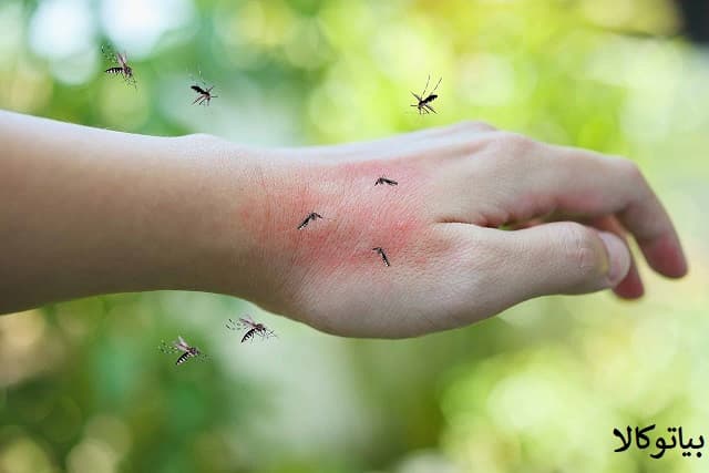 علت زیاد شدن مگس در خانه و راه‌های فوری برای مقابله